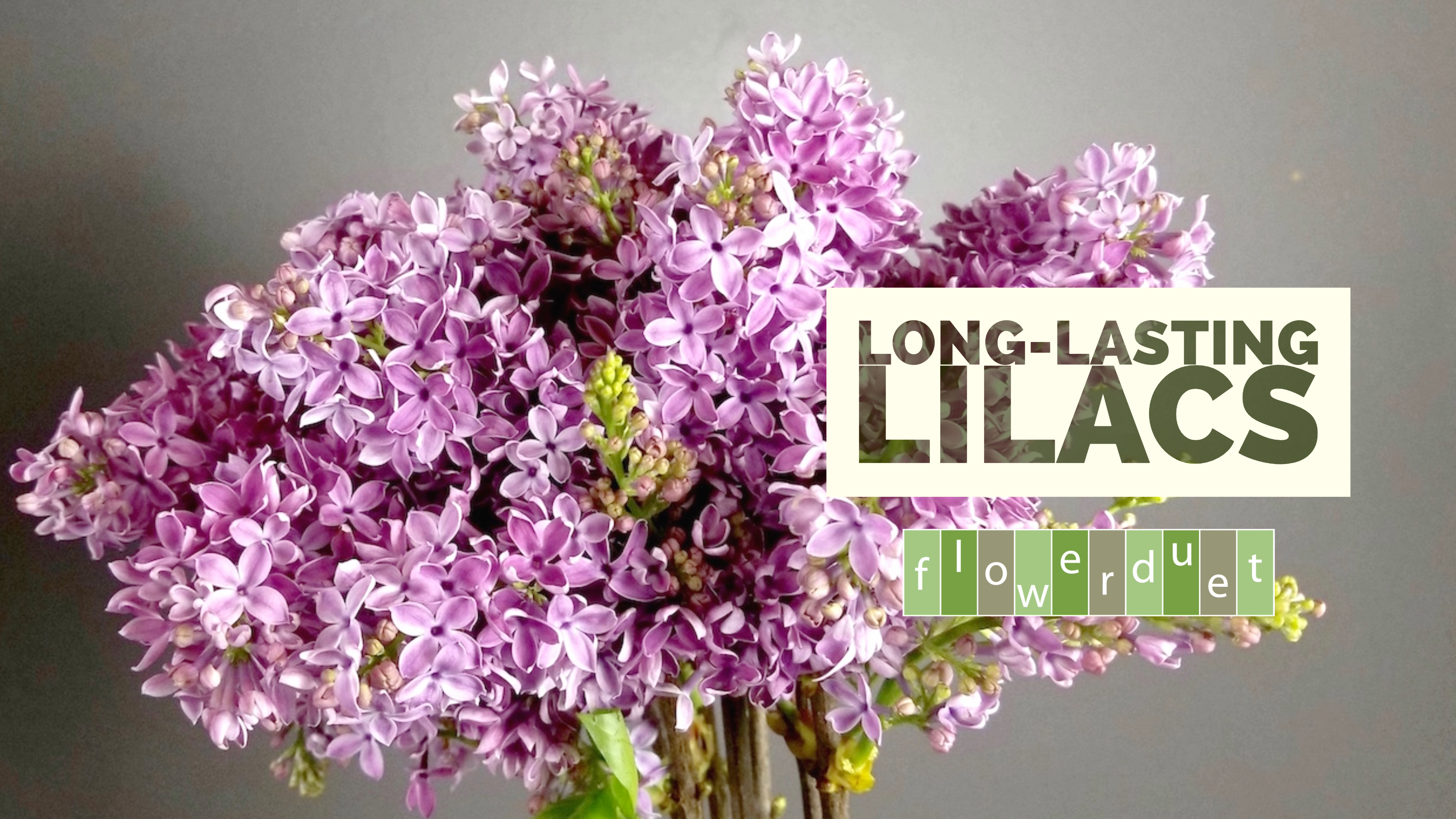 Lilacs in a Vase