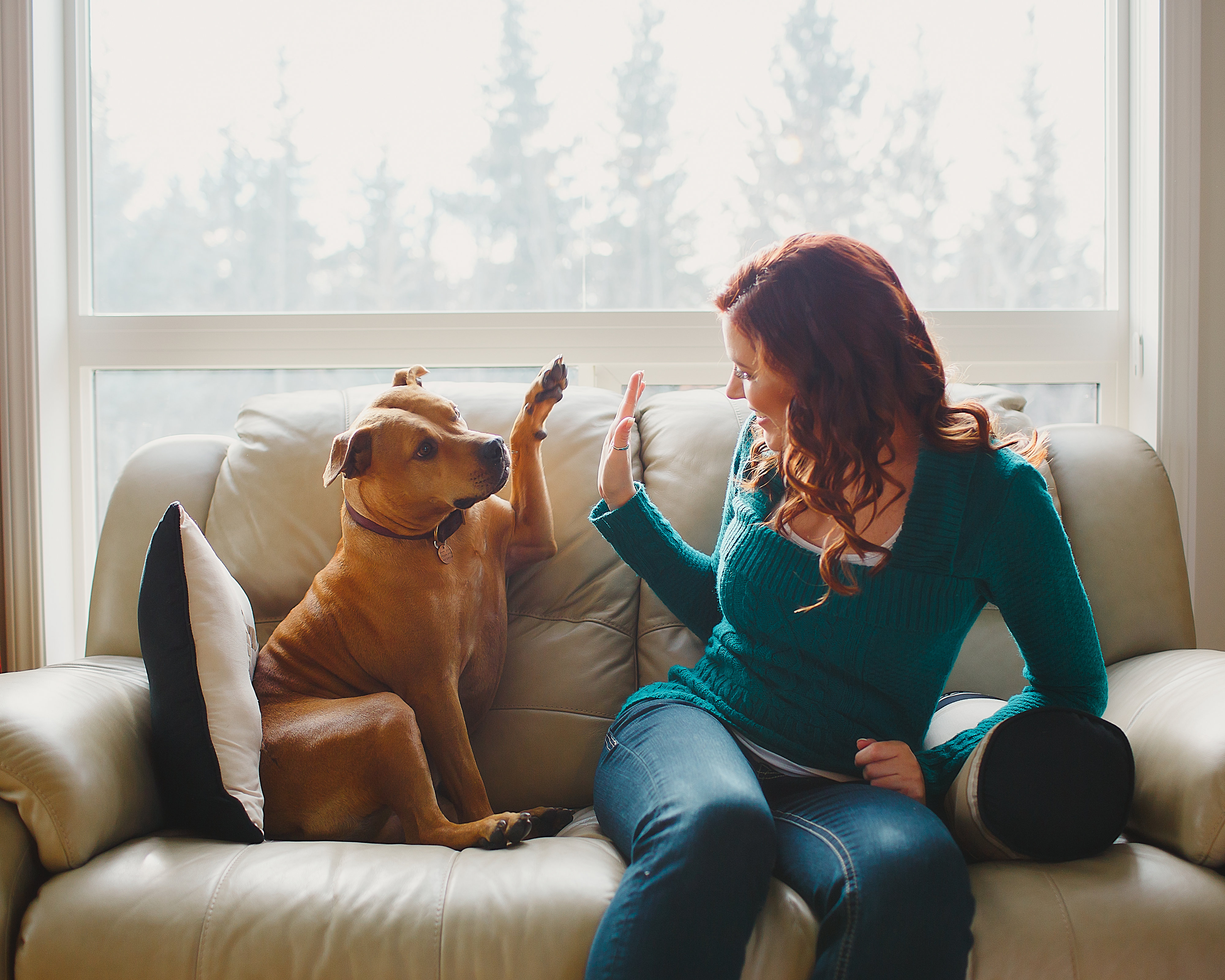 animal assisted therapy training