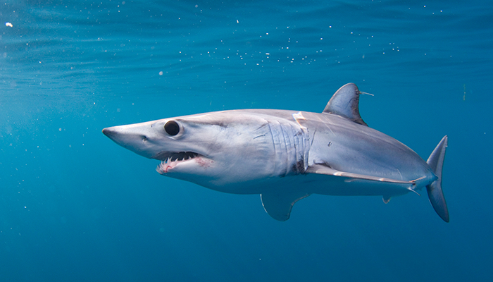 Shortfin Mako Shark - NOAA Fisheries Service - Southwest Fisheries Science Center