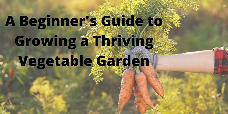 A Beginner's Guide to Growing a Thriving Vegetable Garden