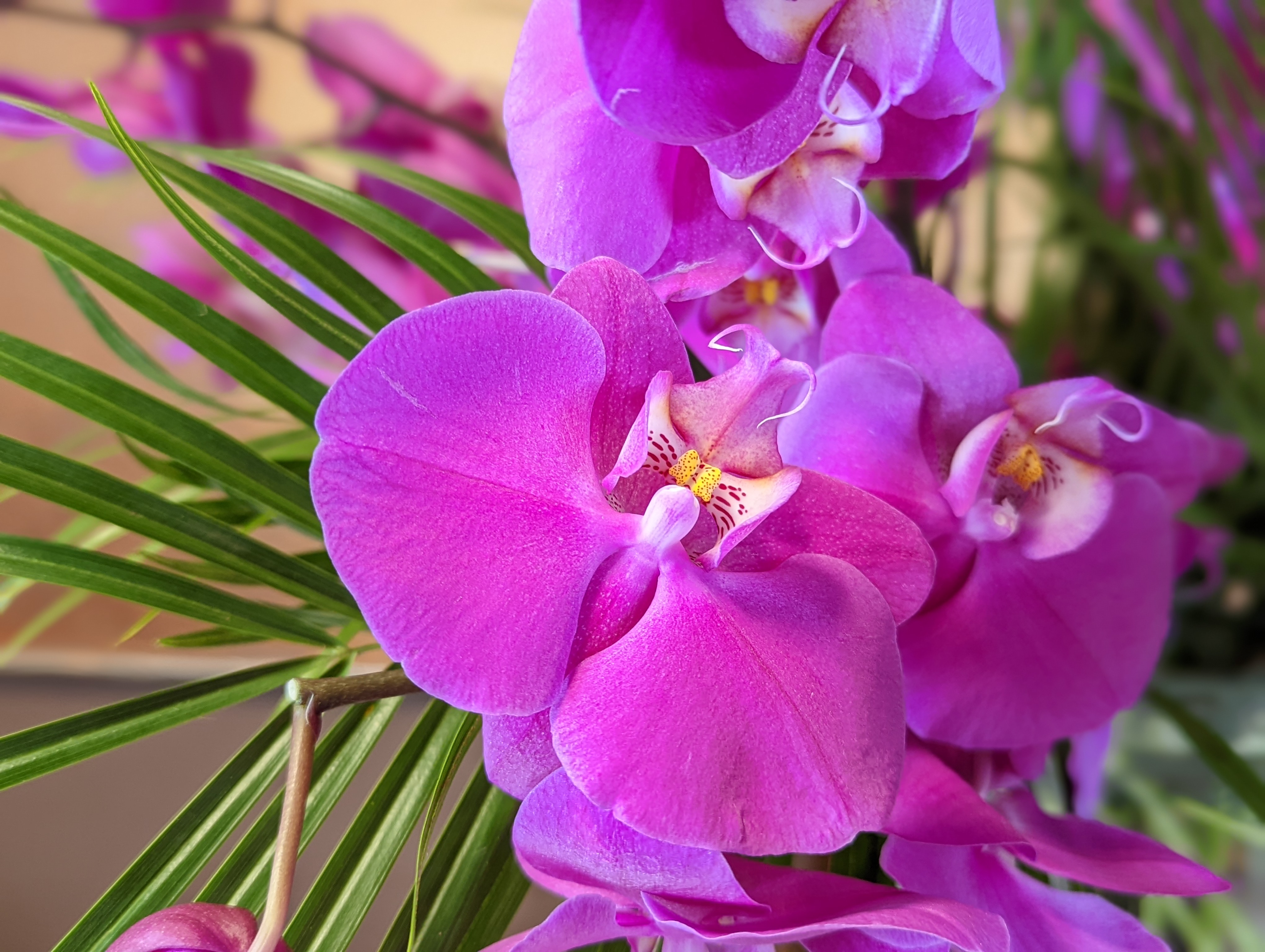 Pink Phalaenopsis Orchids with tropical palms