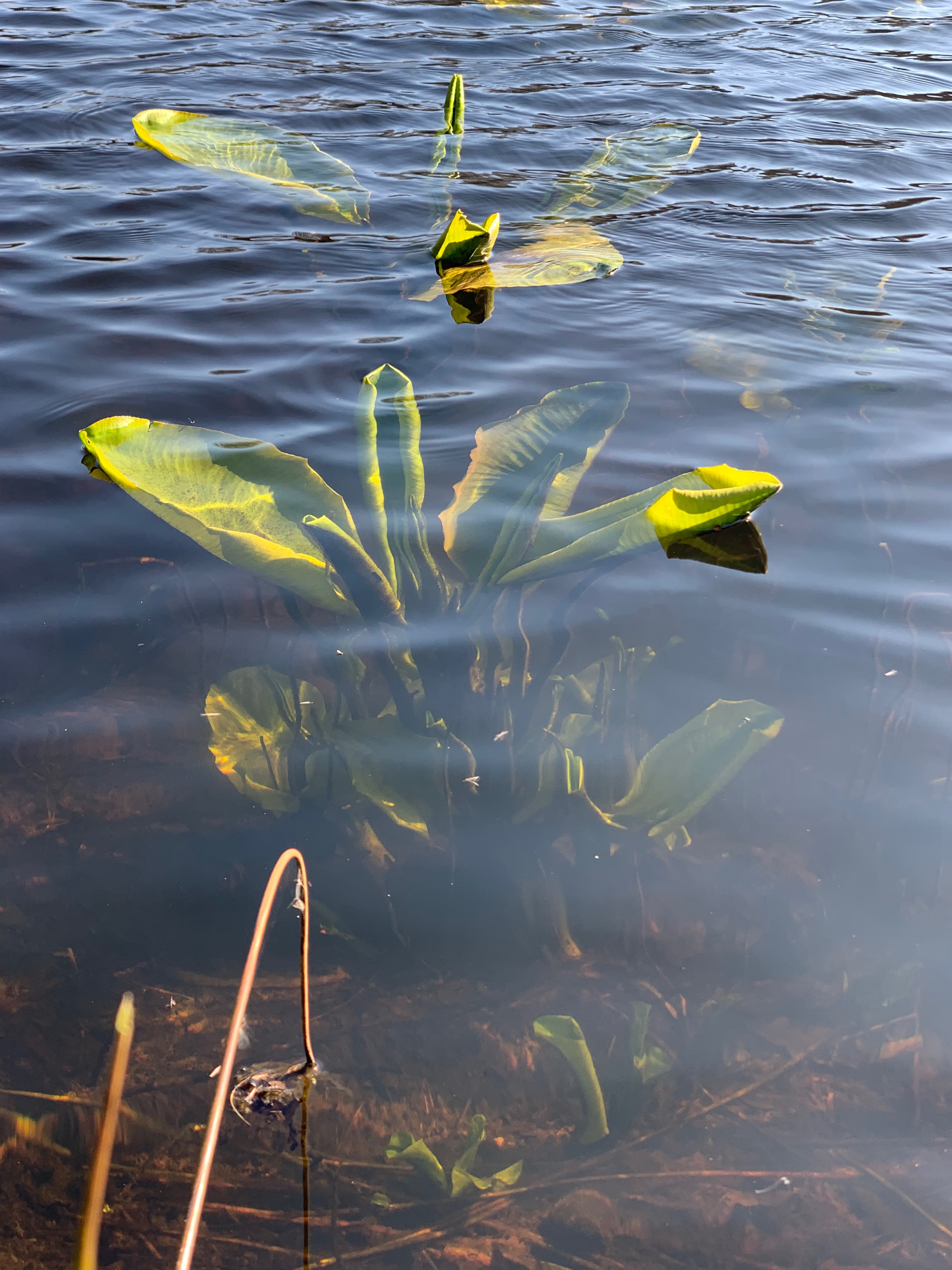 Lilies growing up from the bottom of the lake with water ripples on the surface