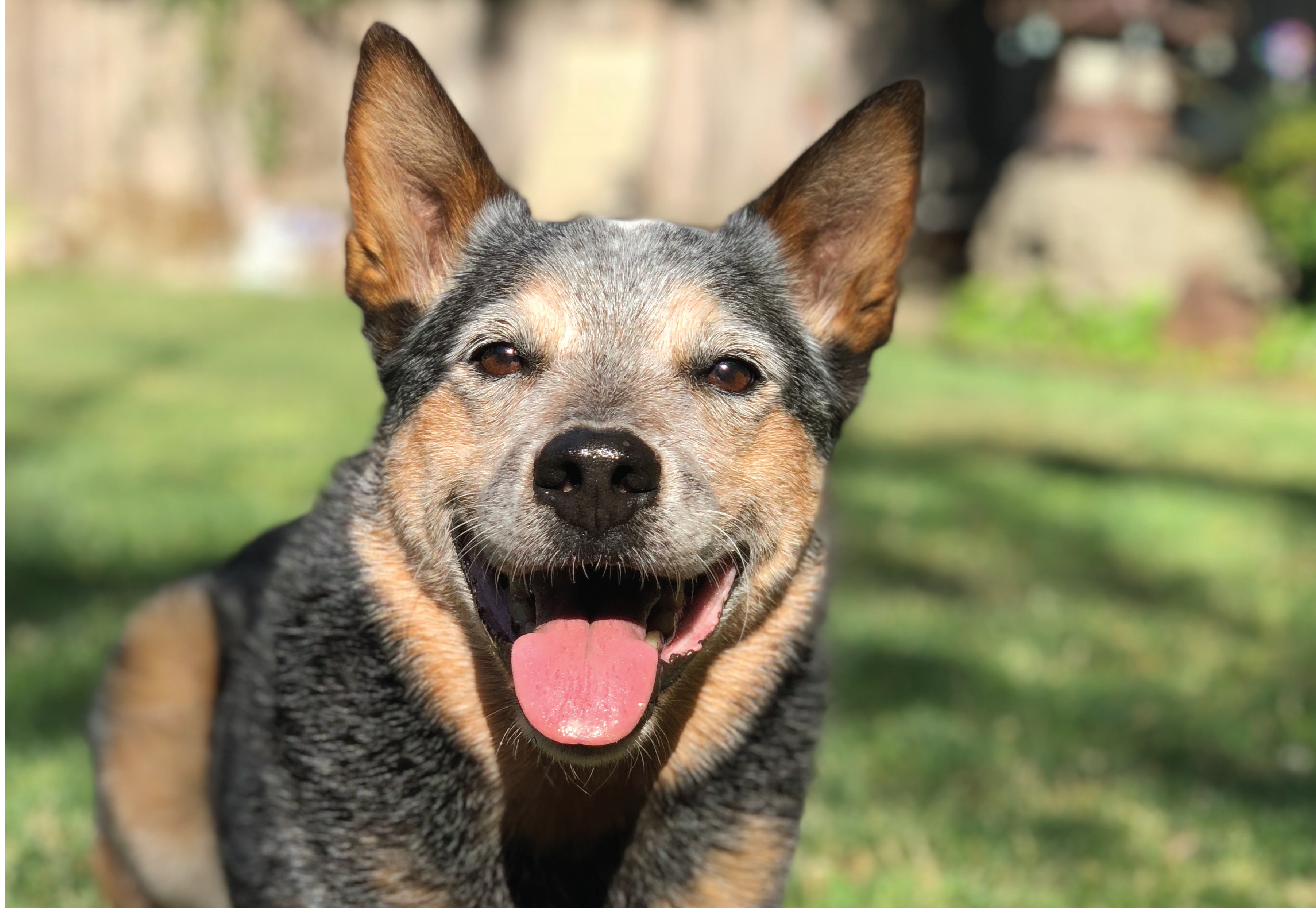 a photo of a cattle dog looking at the camera with an open, relaxed mouth