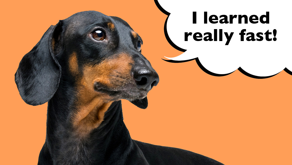 Dachshund on an orange background with a speech bubble that says 'I learned really fast'