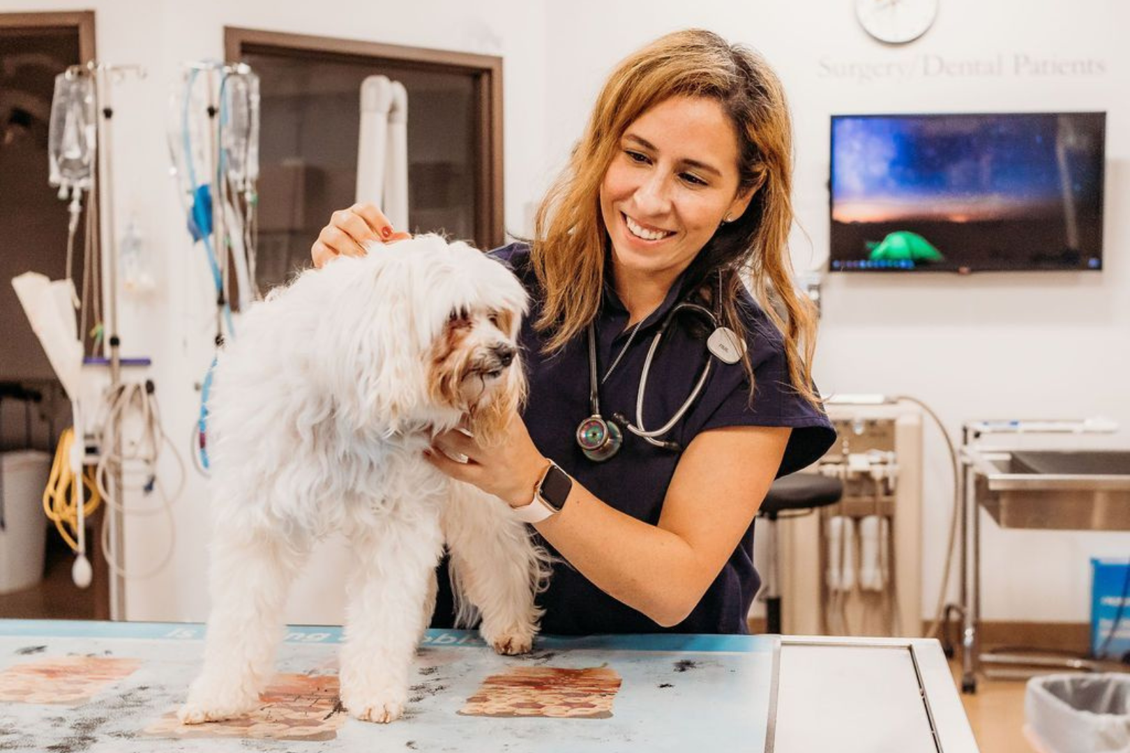 Veterinarian examining senior dog