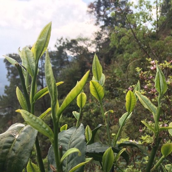 yunnan tea farmer