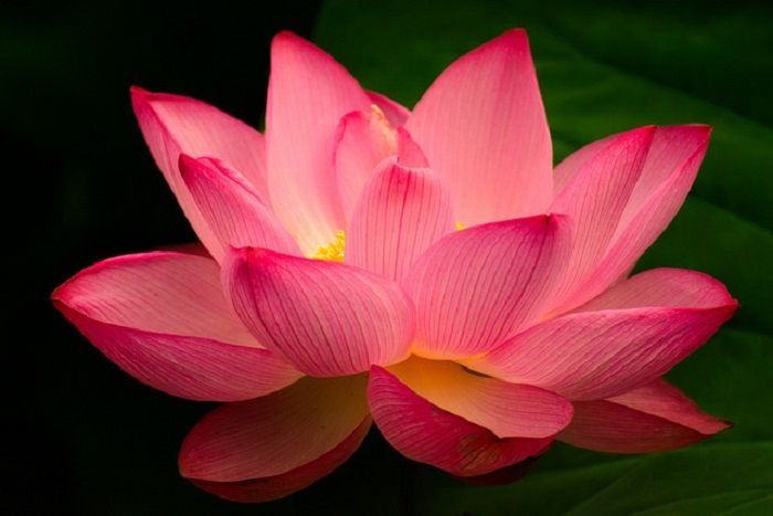 Lotus flower