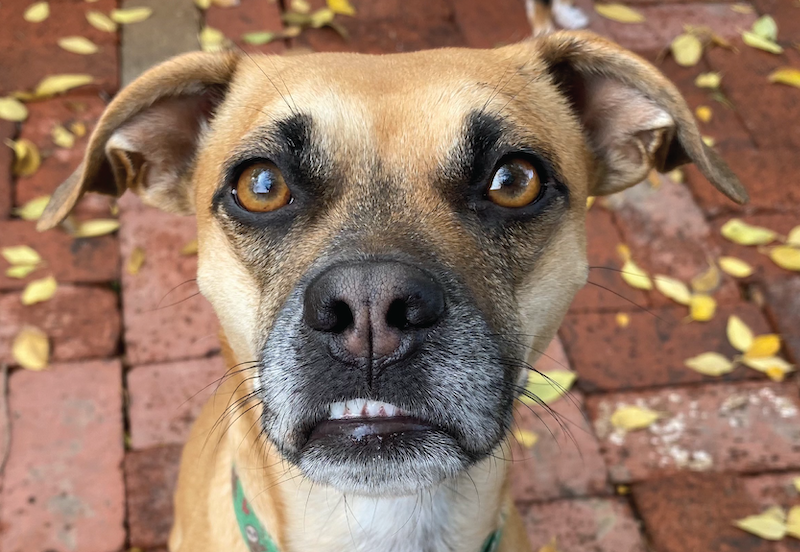 an image of a tan and black dog as a part of a behavior solutions dog training program from fearless pet