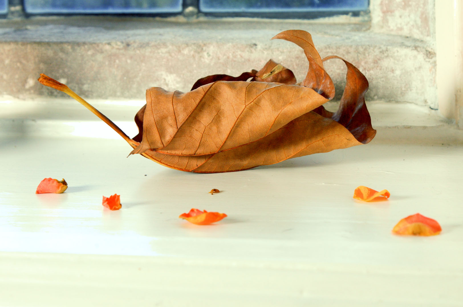 Dead leaf and petals